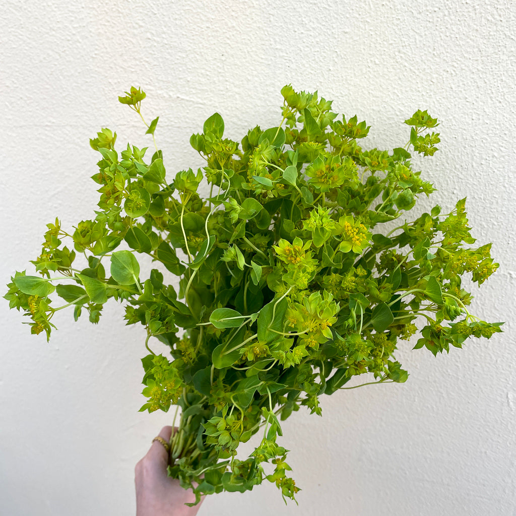 Bunch of 10 Bupleurum