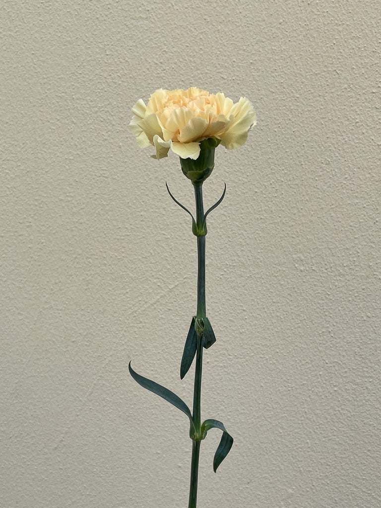 Bunch of 10 Cream Peach Carnations