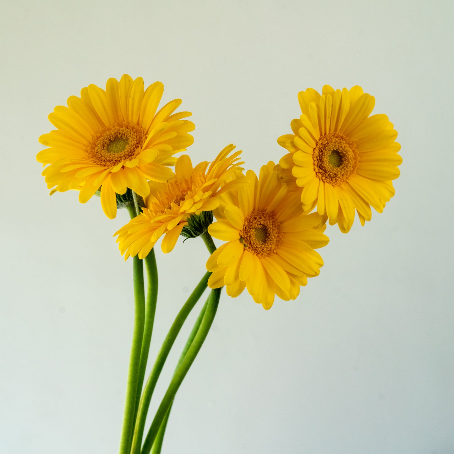 Bunch of 10 Germini Yellow