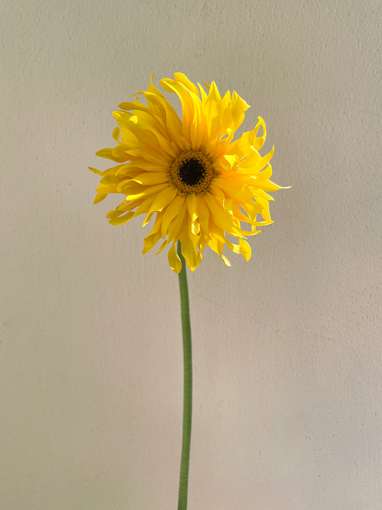 Bunch of 5 Yellow Gerbera Pasta