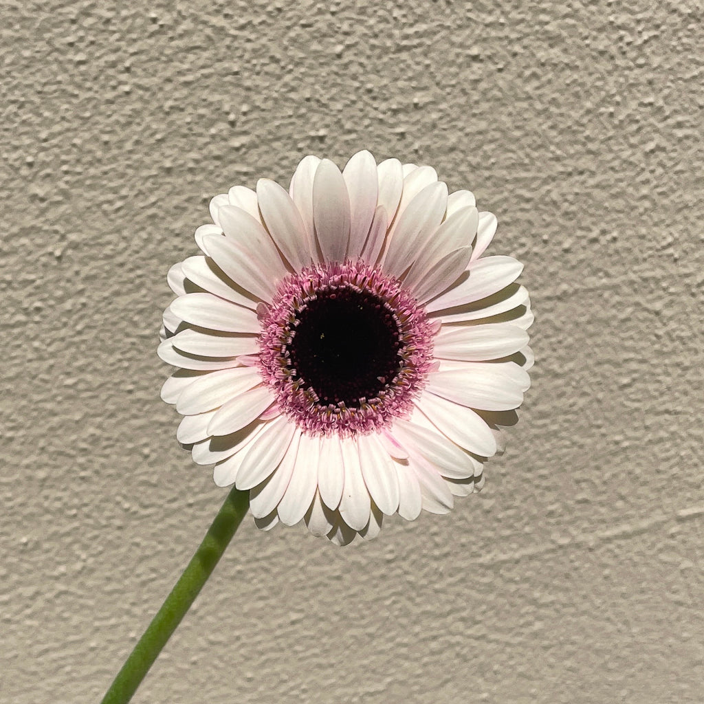 Bunch of 10 Germini Light Pink