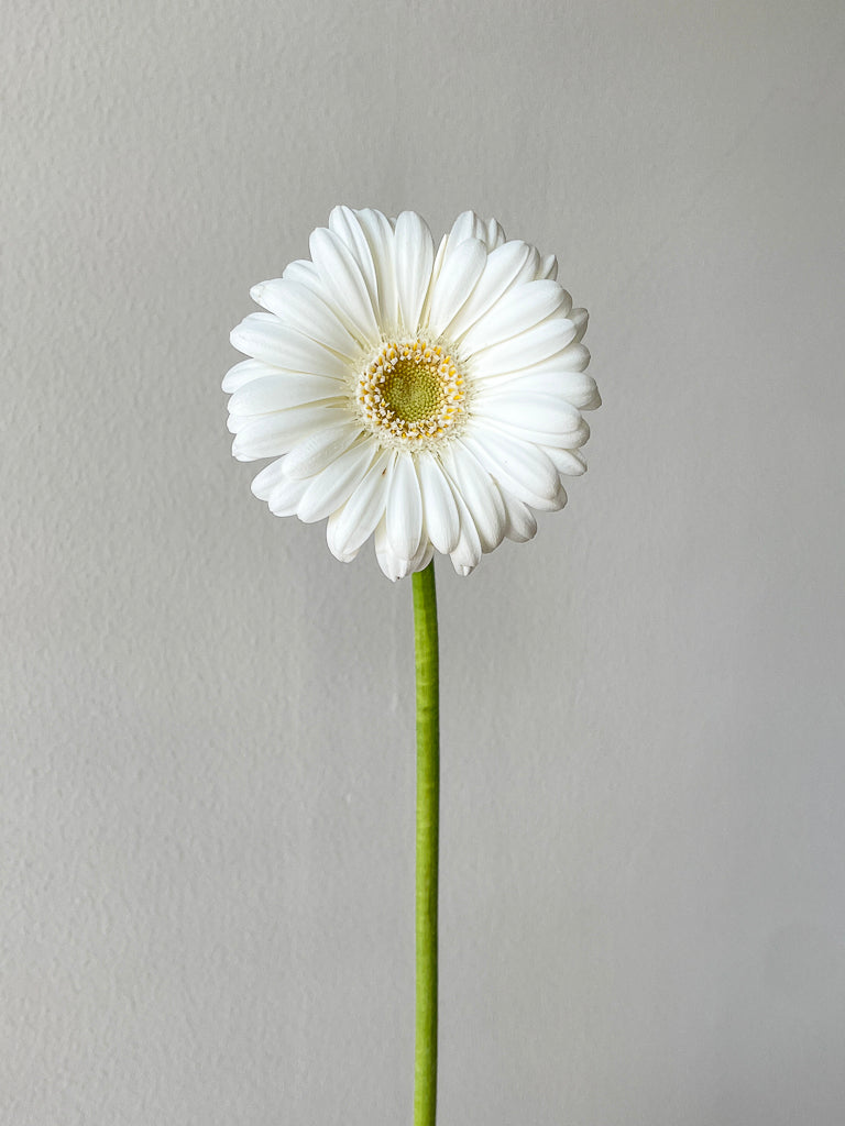 Bunch of 10 Germini White