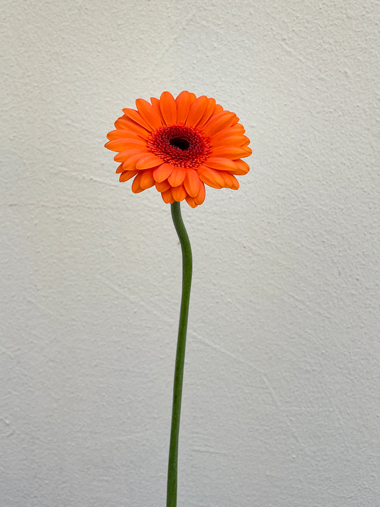 Bunch of 10 Germini Orange