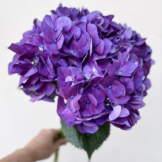 Bunch of 3 Hydrangea Purple