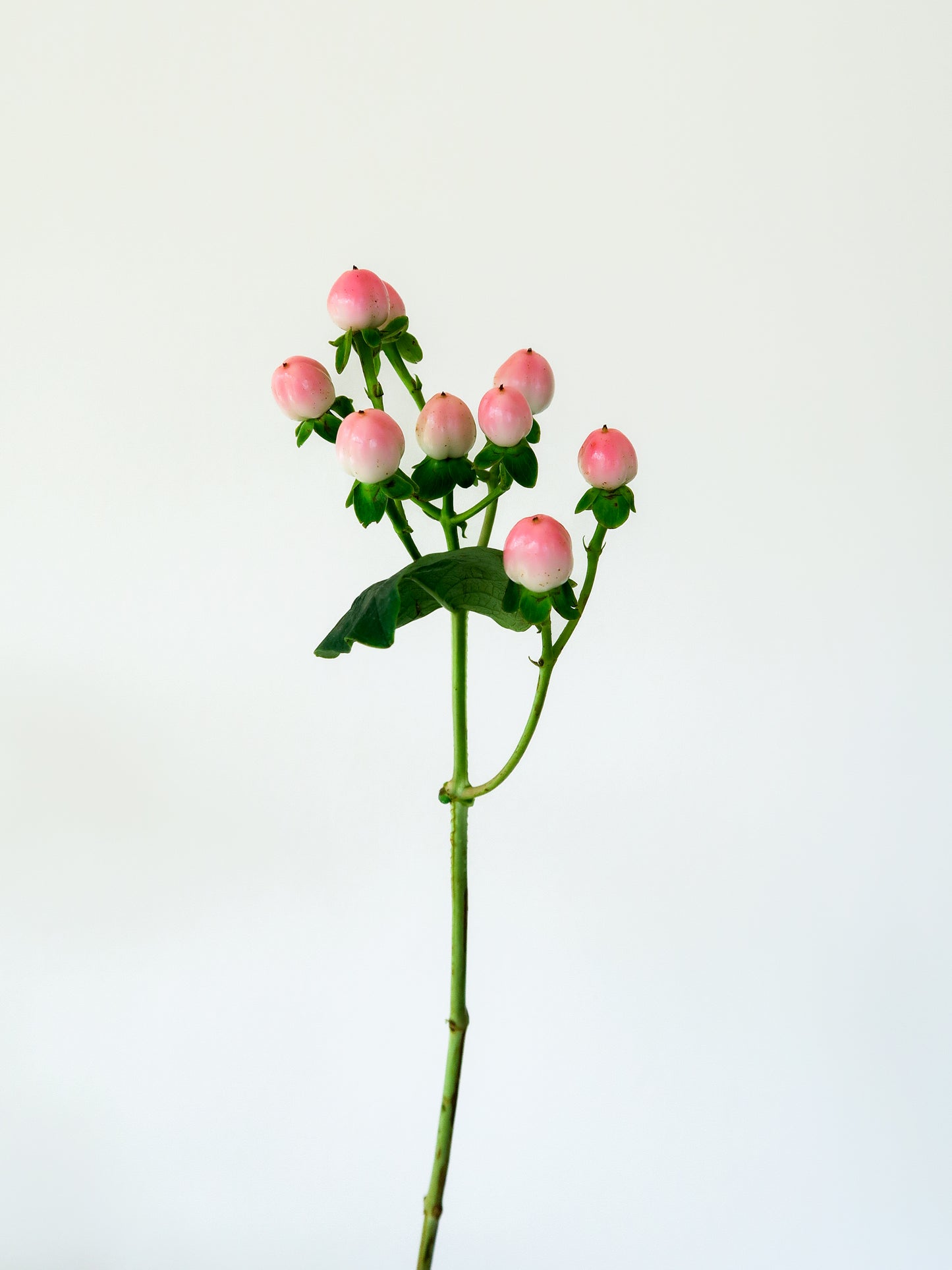 Bunch of 10 Pink Hypericum