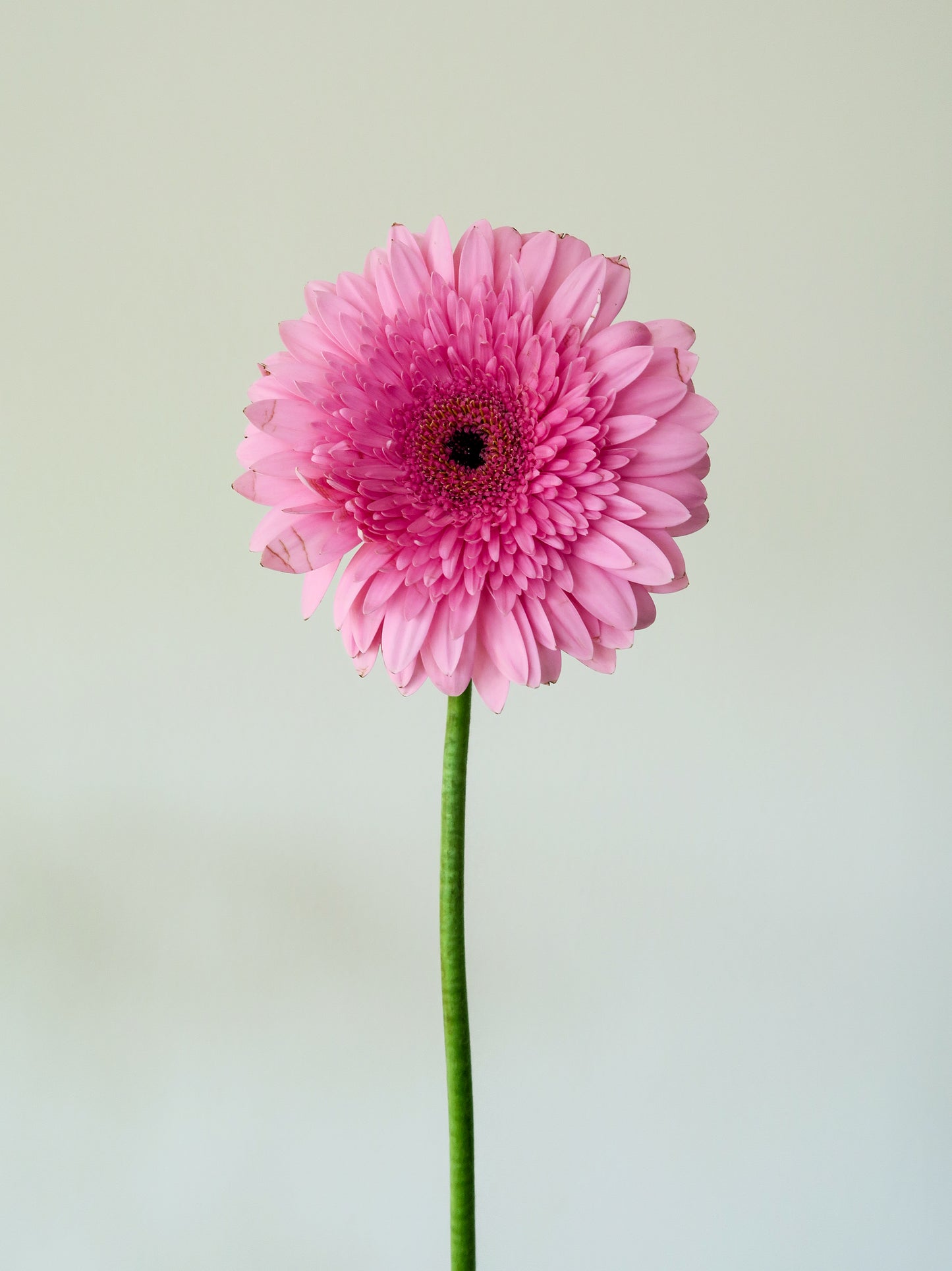 Bunch of 5 Pink Gerbera