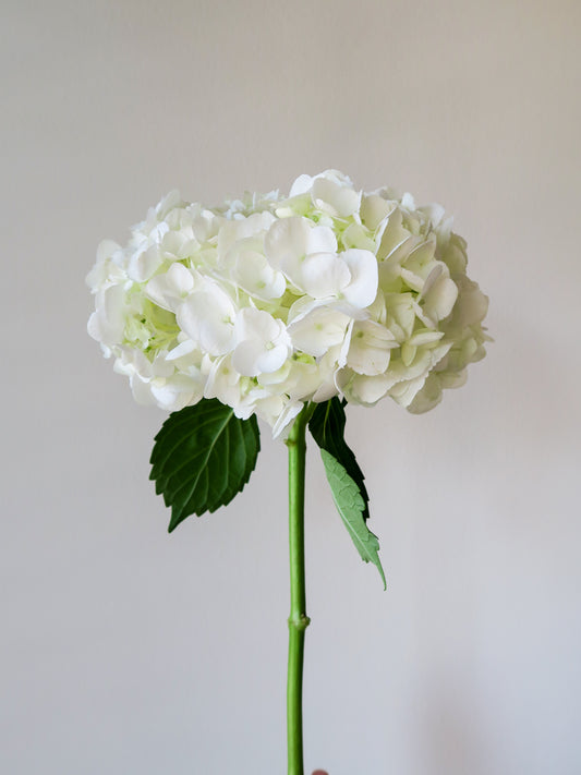 Bunch of 3 Hydrangeas White