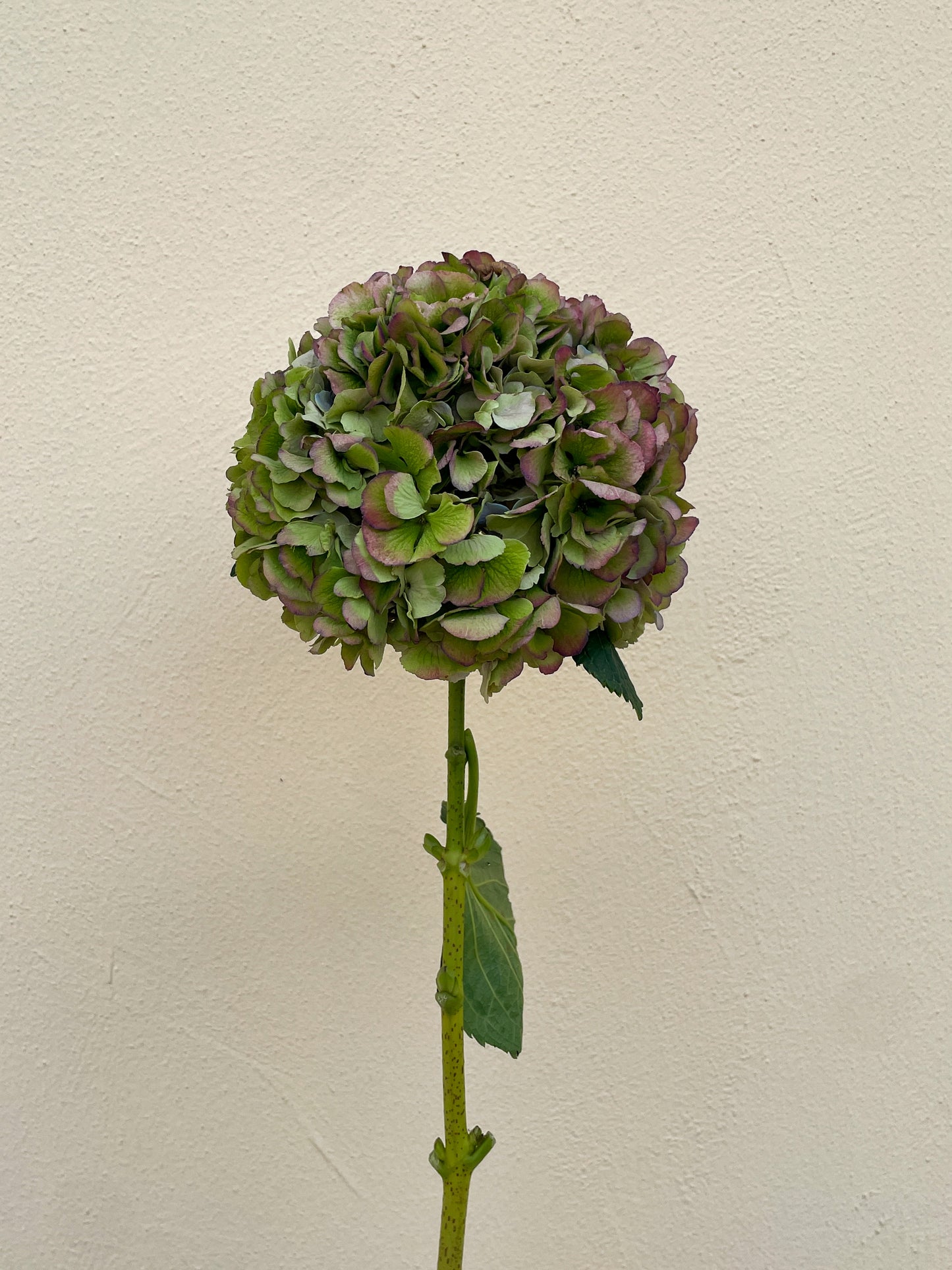 Bunch of 3 Green Hydrangea
