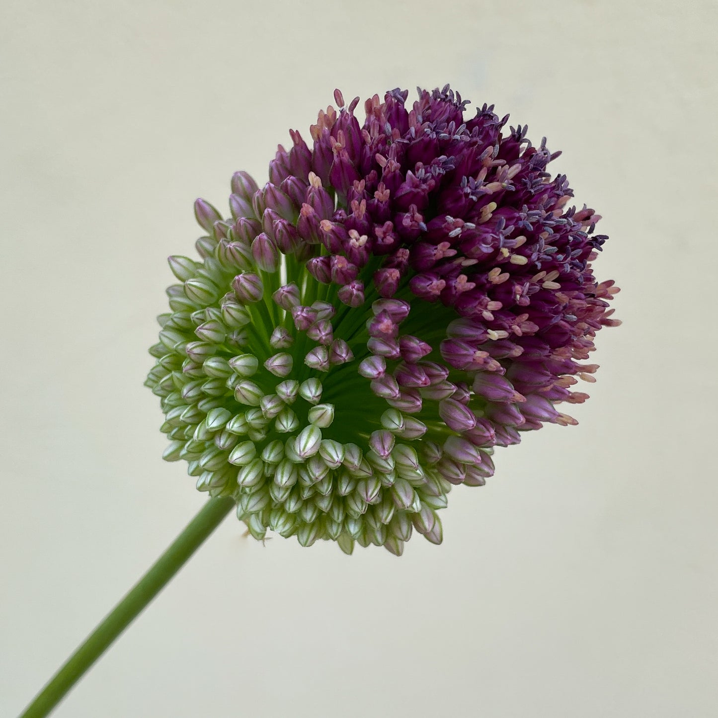 Bunch of 10 Allium Bullit