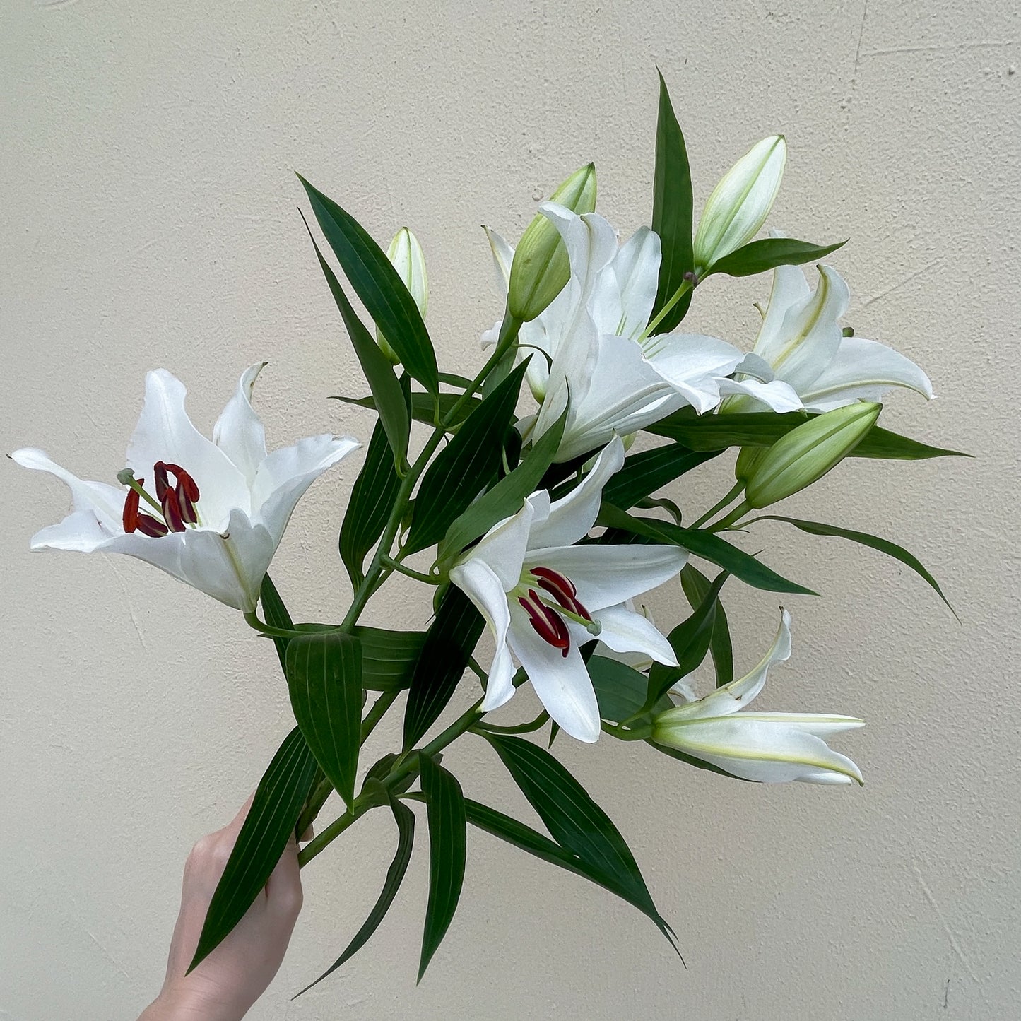 Bunch of 10 White Lily