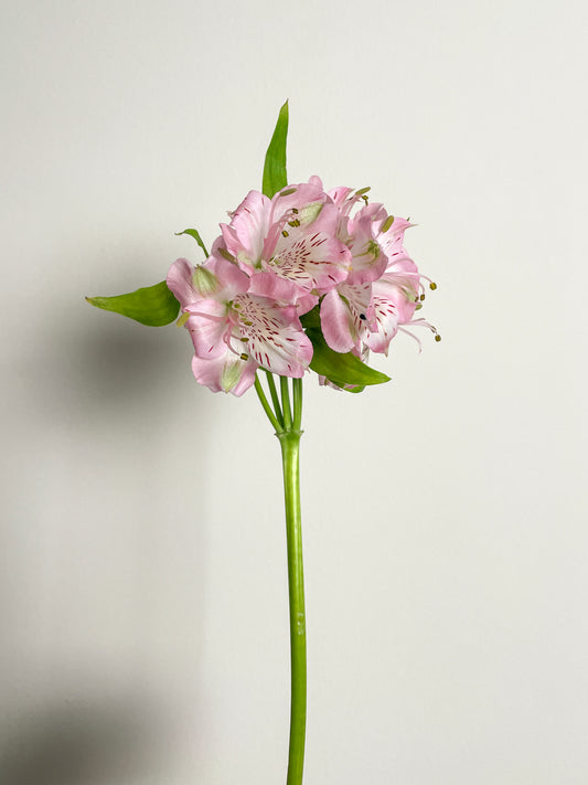 Bunch of 10 Alstroemeria Pink