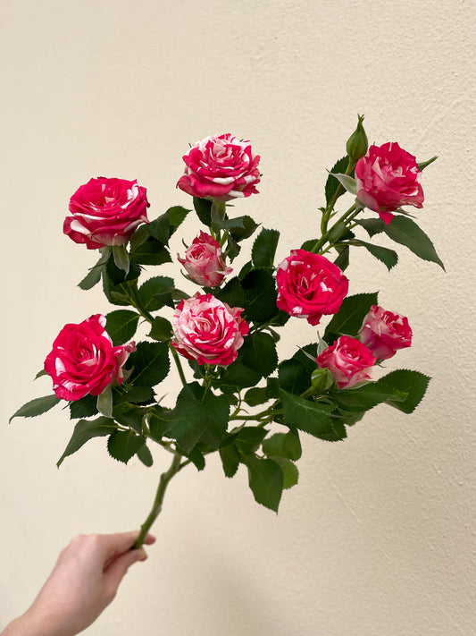 Bunch of 10 Fireworks Spray Roses