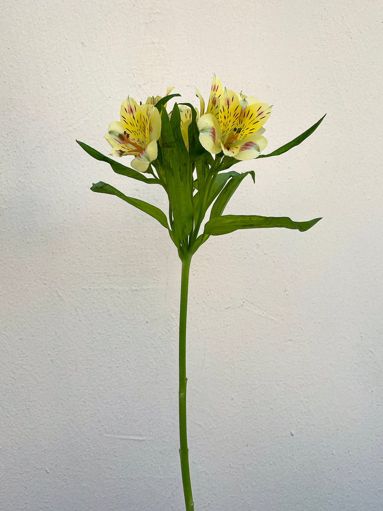 Bunch of 10 Yellow Alstroemeria