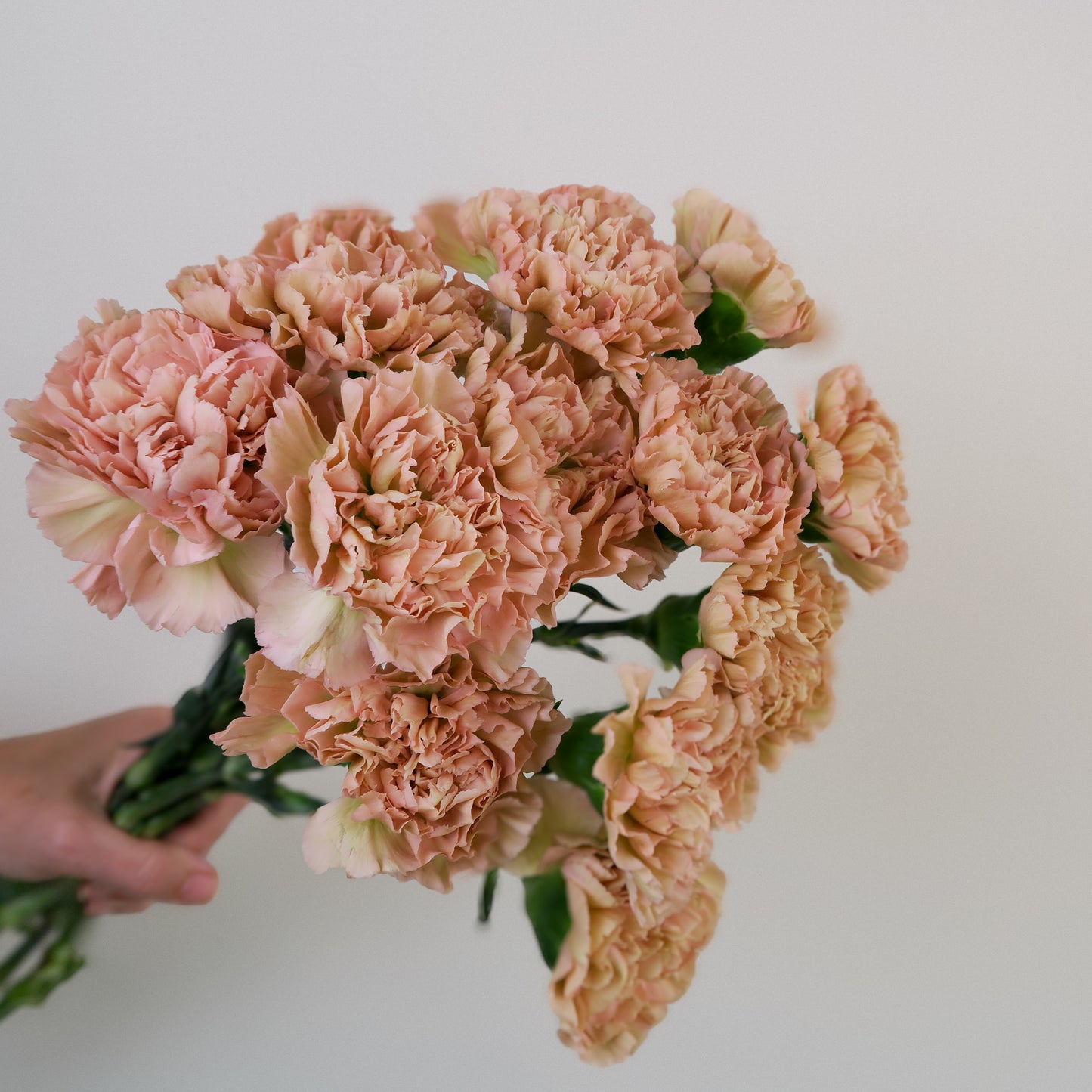 Bunch of 10 Peach Carnations