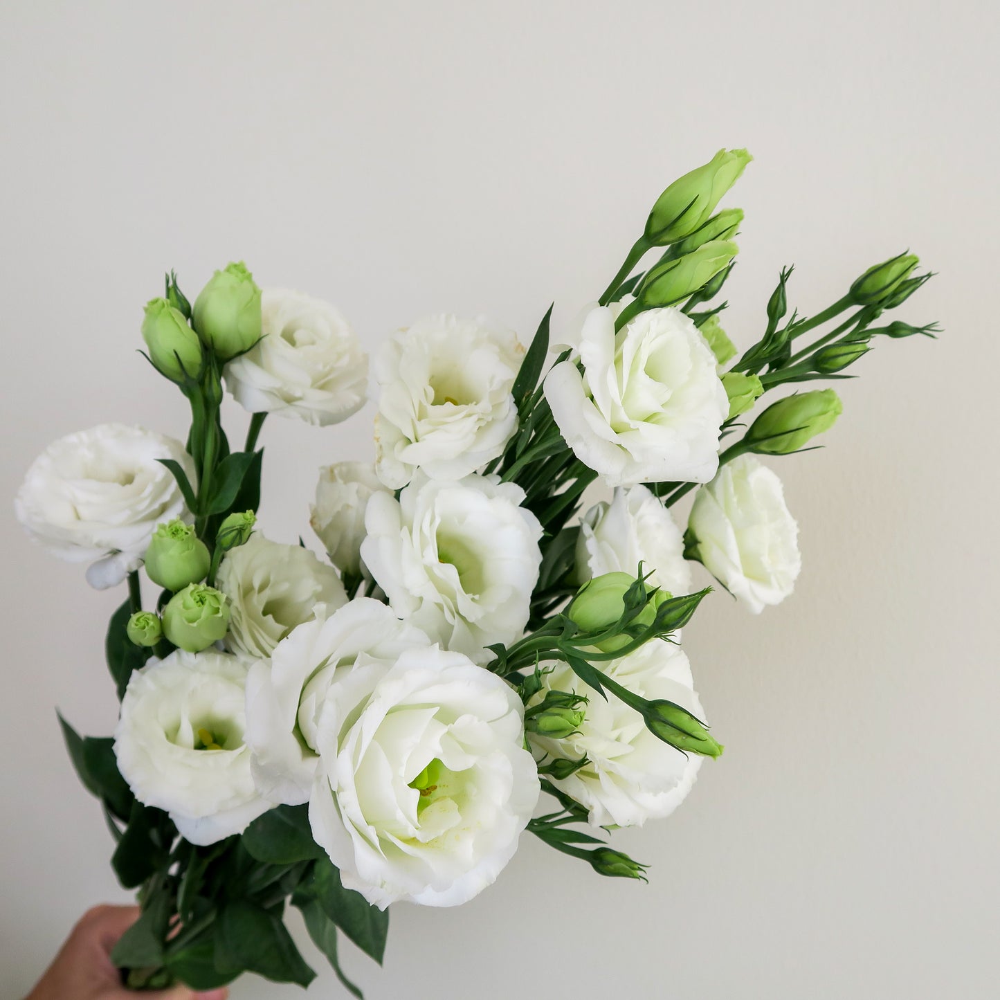 Bunch of White Lisianthus