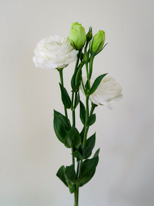 Bunch of White Lisianthus