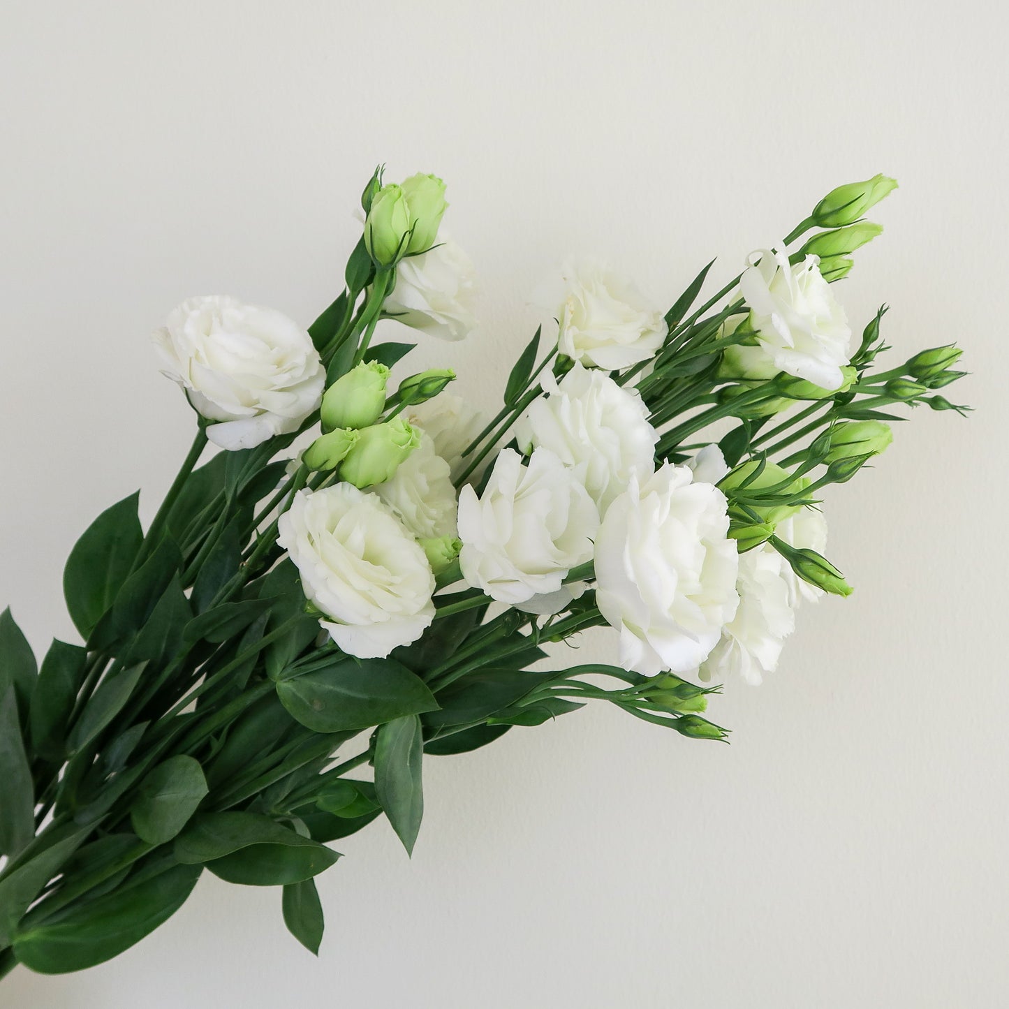Bunch of White Lisianthus