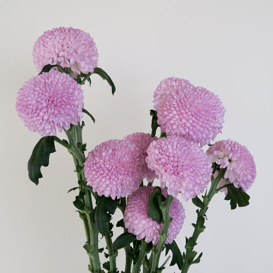 Bunch of 5 Pink Ping Pong Chrysanthemums