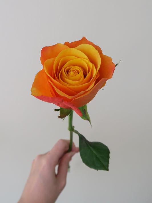 Bunch of 10 Orange Roses