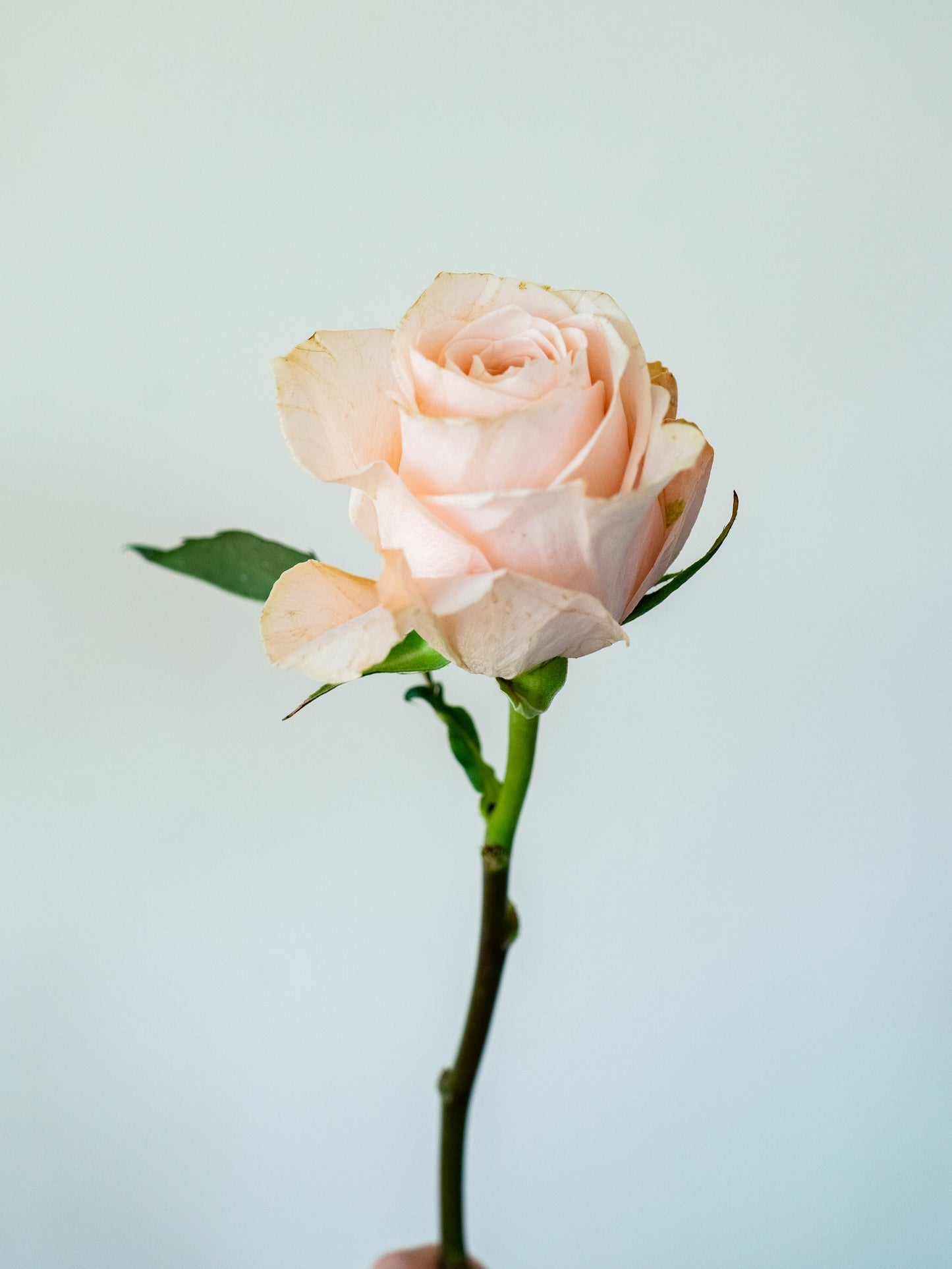 Bunch of 10 Light Pink Roses