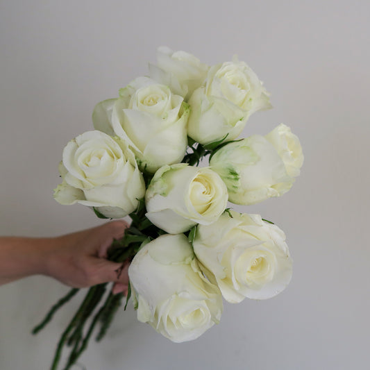 Bunch of 10 Beluga White Roses