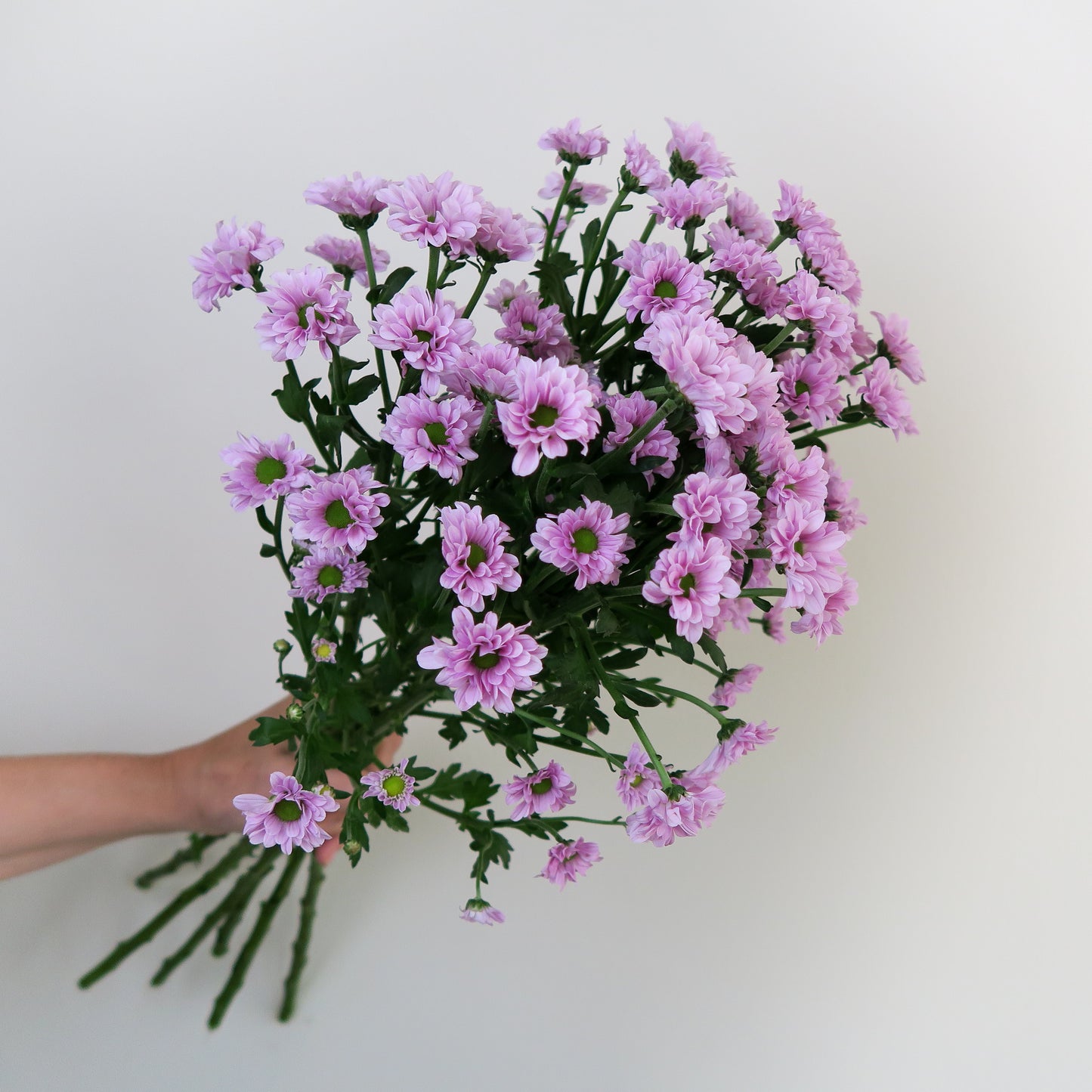 Bunch of 10 Pink Santini Chrysanthemums