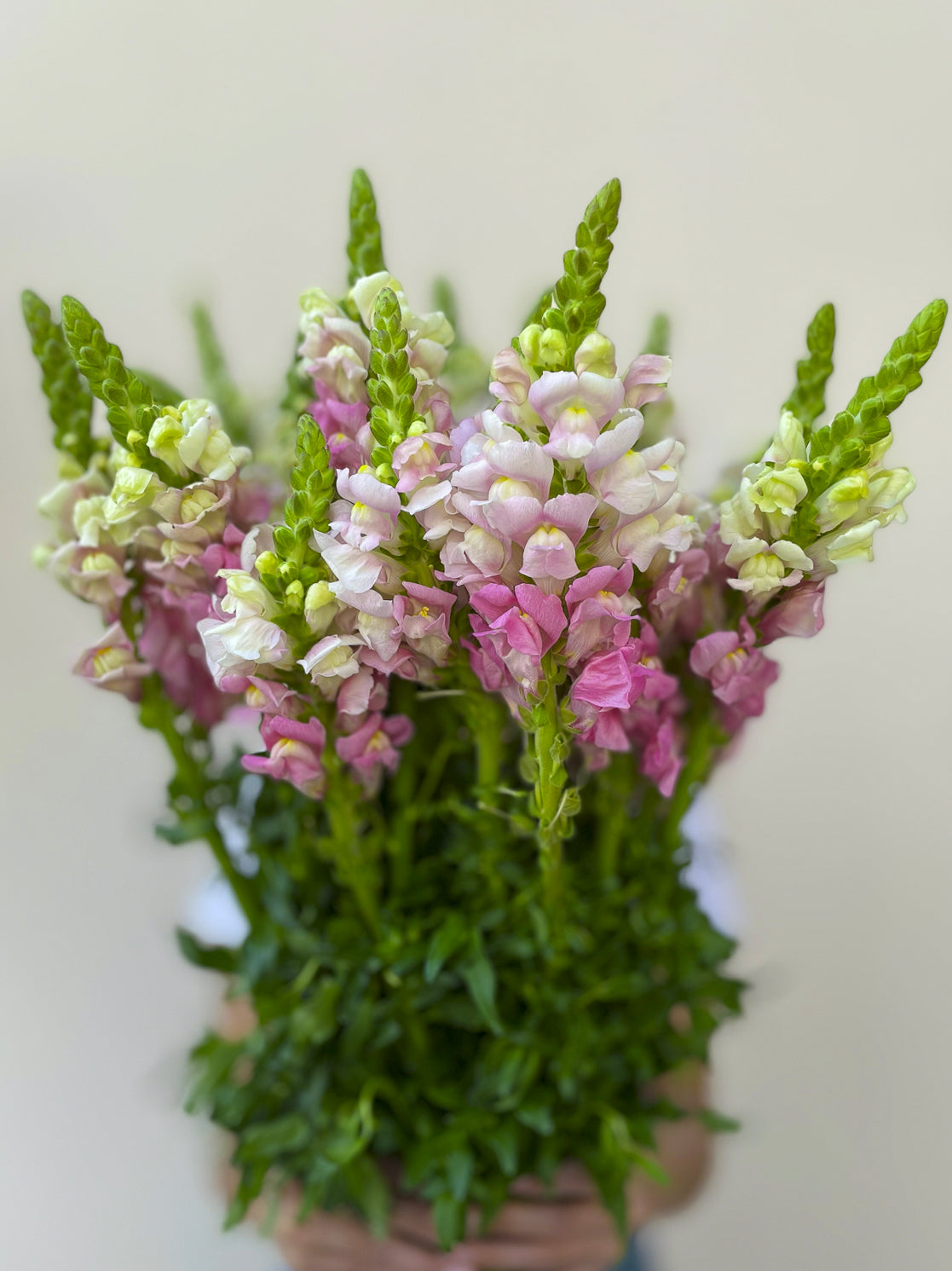 Bunch of 10 Snapdragon Pink