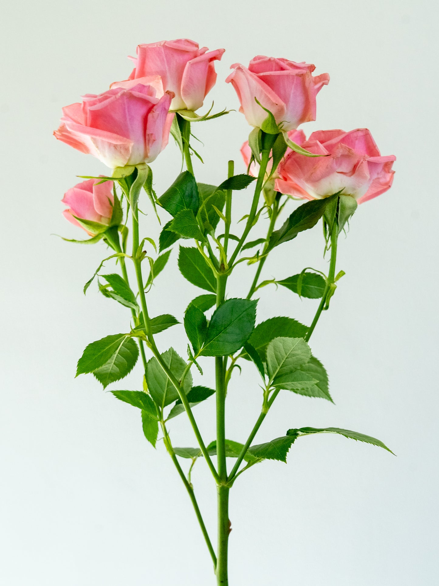 Bunch of 10 Pink Spray Roses