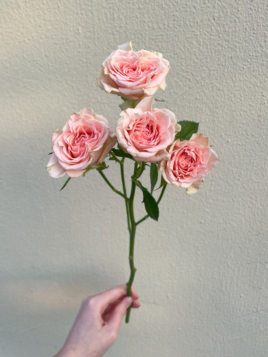 Bunch of 10 Pink Spray Roses
