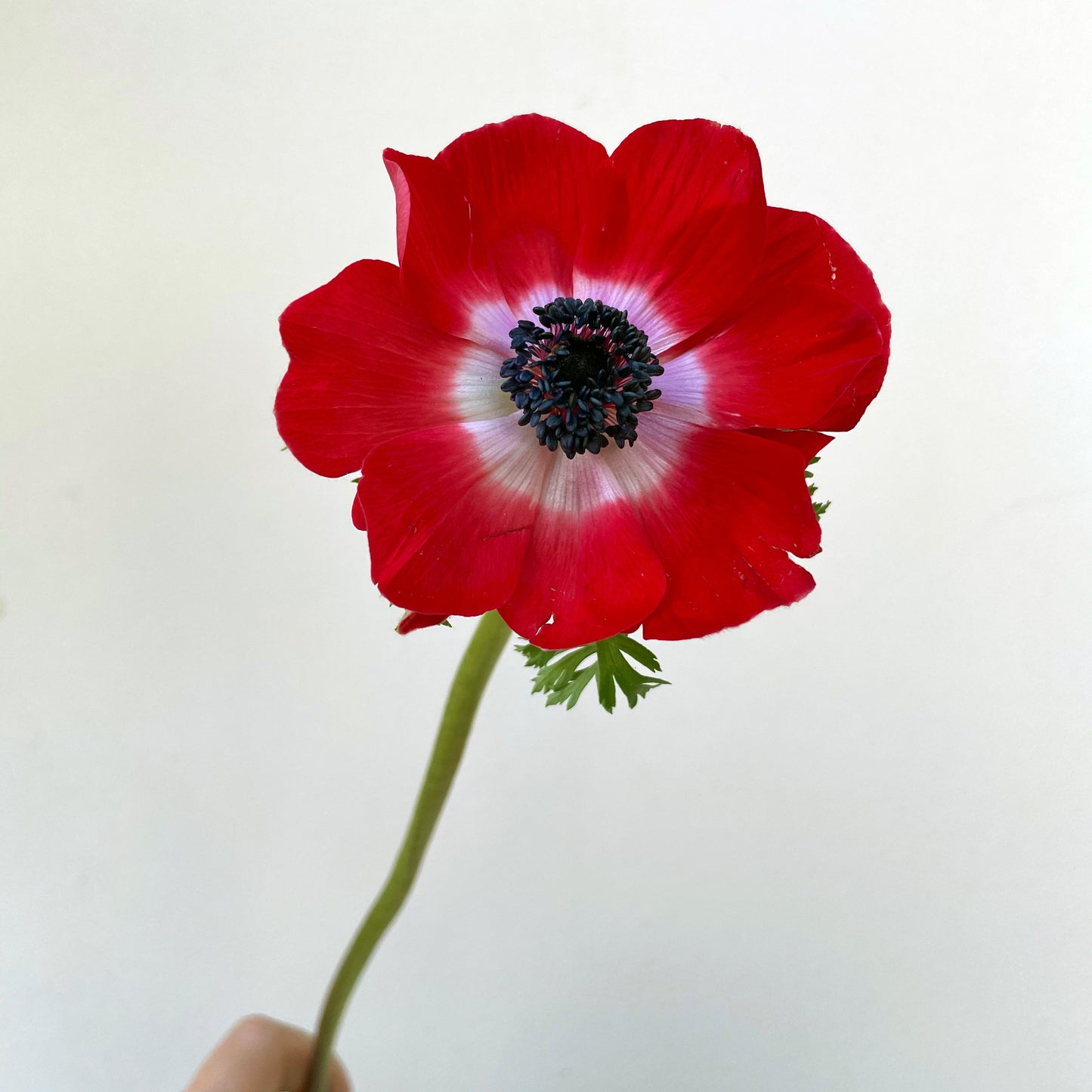 Bunch of 10 Red Anemone