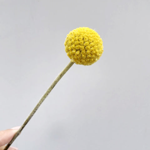 حفنة من 10 Craspedia