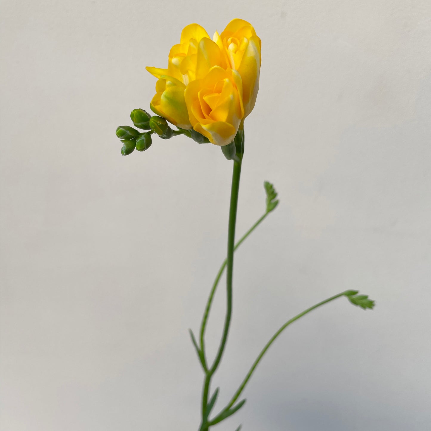Bunch of 10 Freesia Yellow