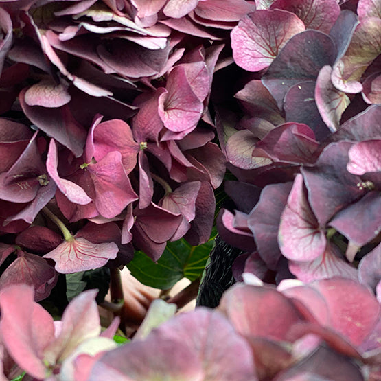 Bunch of 3 Burgandy Hydrangeas