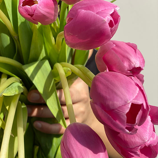 Bunch of 10 Purple Tulips