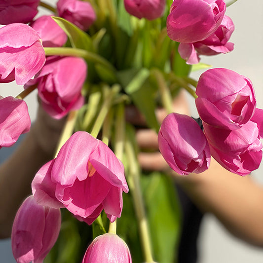 Bunch of 10 Purple Tulips