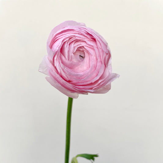 Bunch of 10 Pink Ranunculus