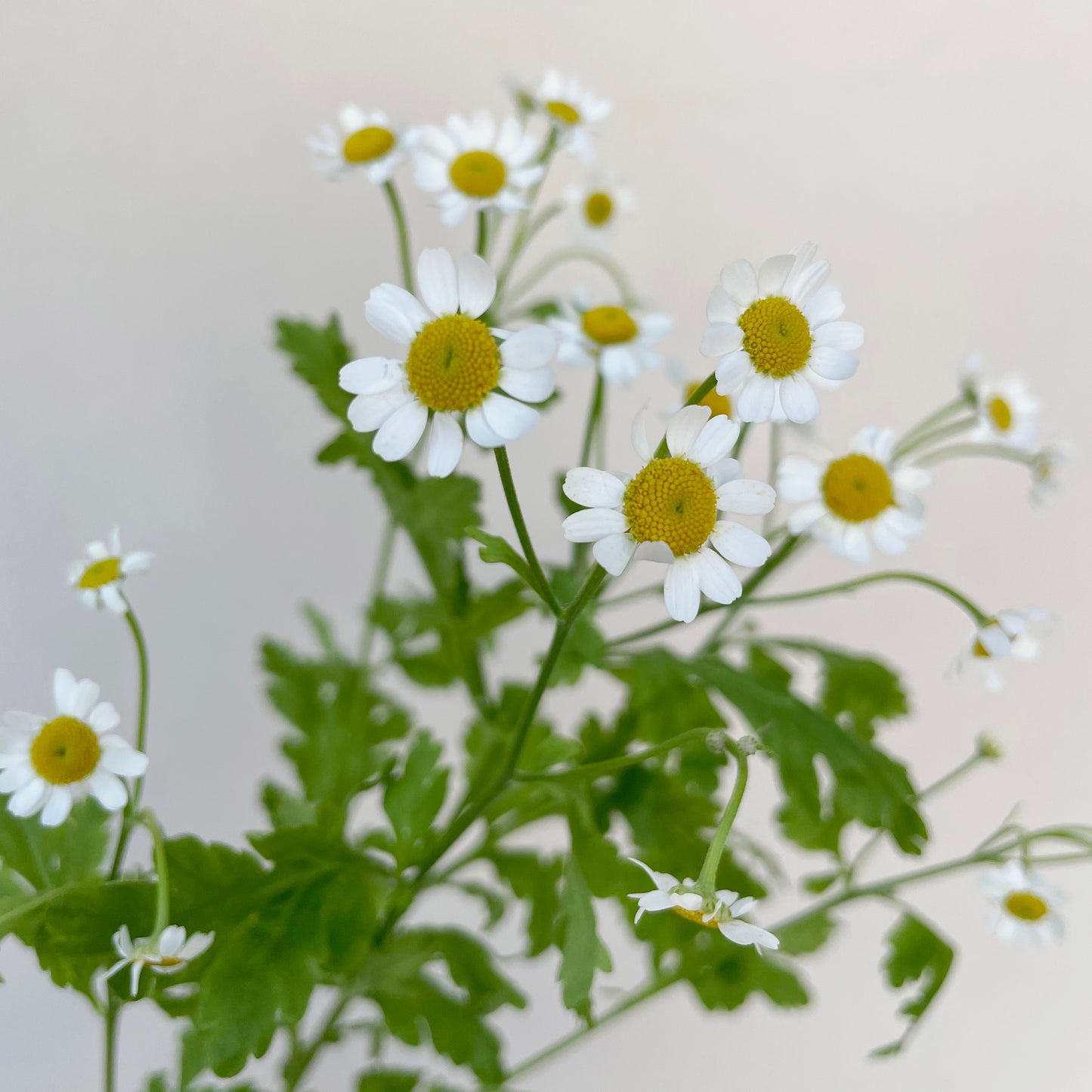 Bunch of 10 Tanacetum