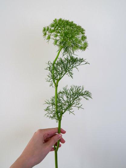 Bunch of 10 Ammi Majus