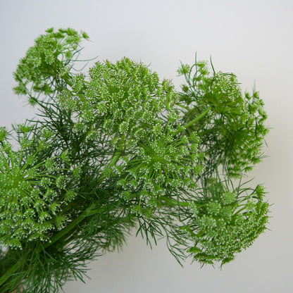 Bunch of 10 Ammi Majus