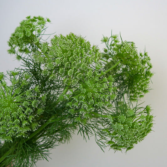 Bunch of 10 Ammi Majus