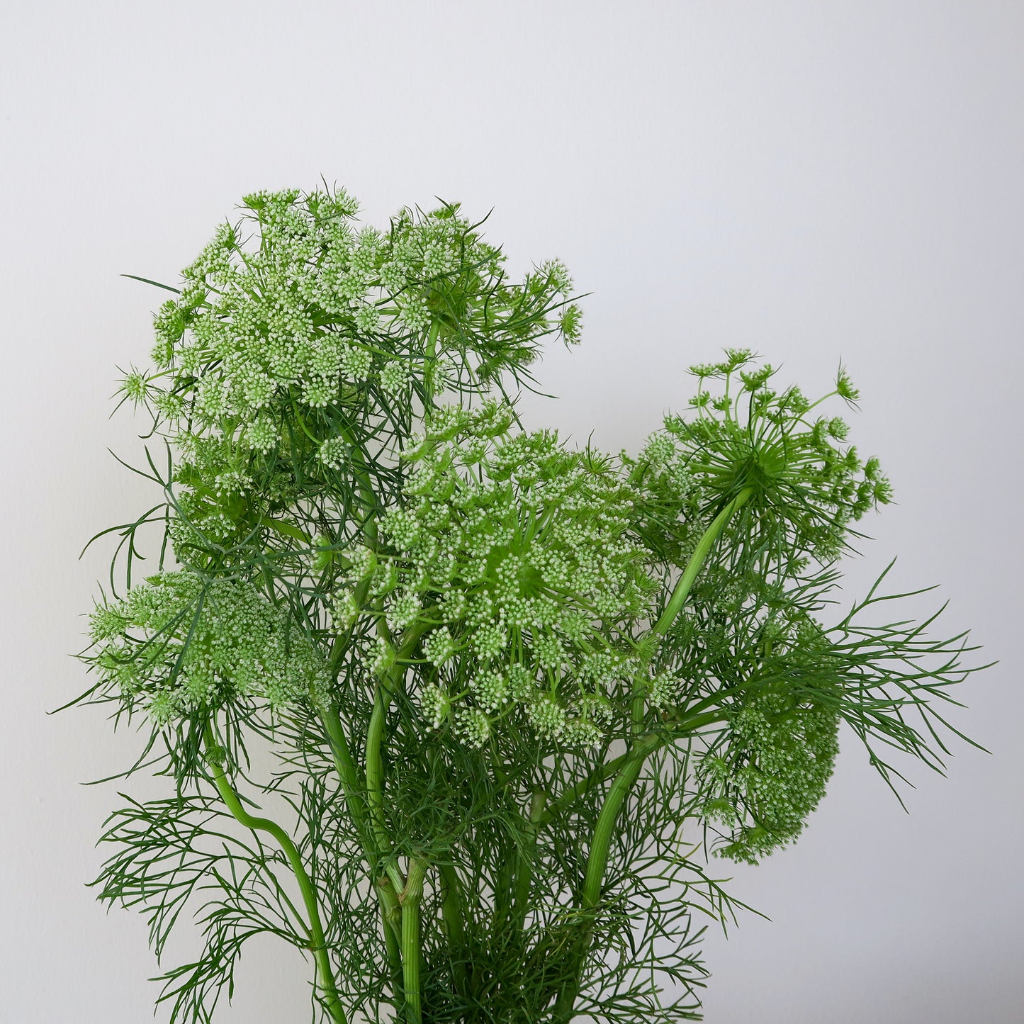 Bunch of 10 Ammi Majus