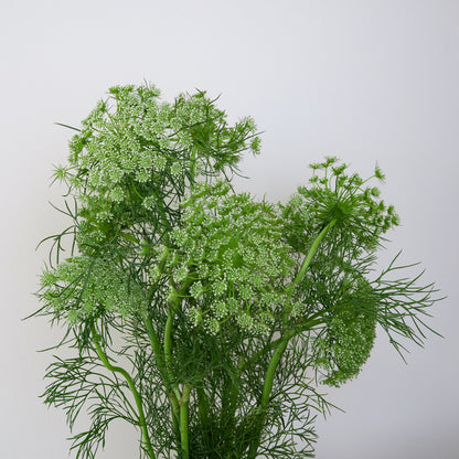Bunch of 10 Ammi Majus