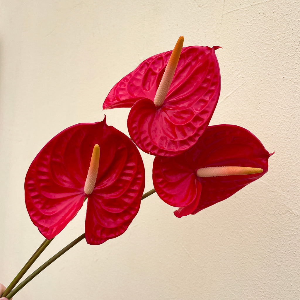 Bunch of 3 Red Anthurium