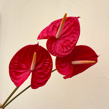 Bunch of 3 Red Anthurium