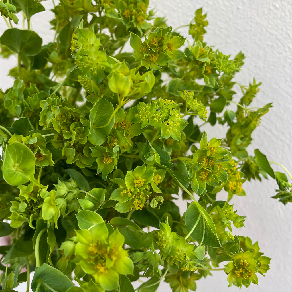 Bunch of 10 Bupleurum