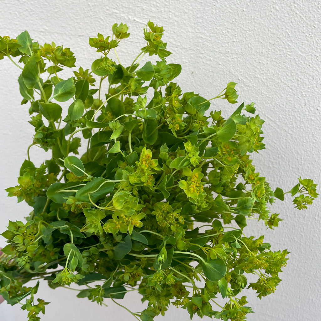 Bunch of 10 Bupleurum