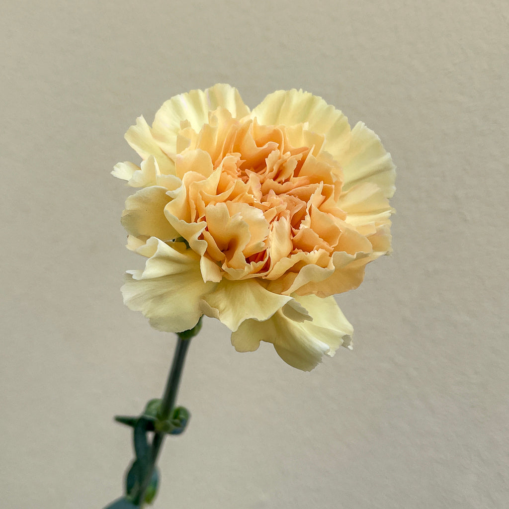 Bunch of 10 Cream Peach Carnations