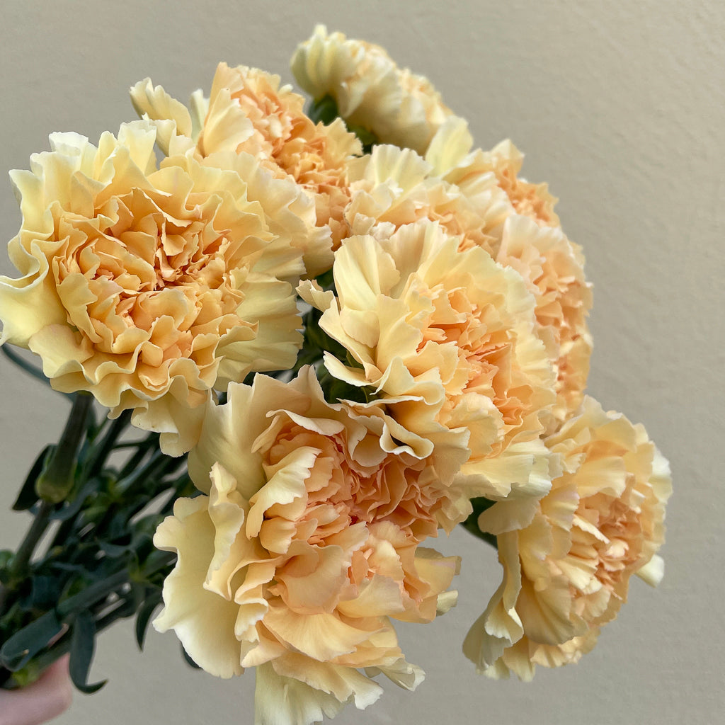 Bunch of 10 Cream Peach Carnations