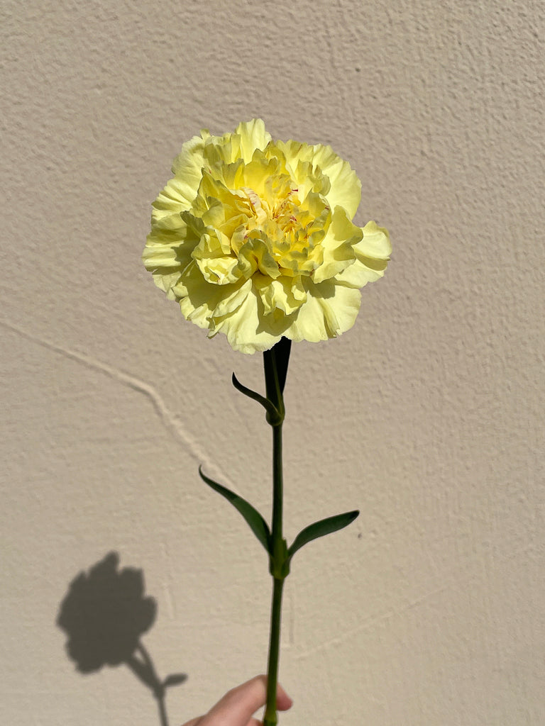 Bunch of 10 Carnations Yellow