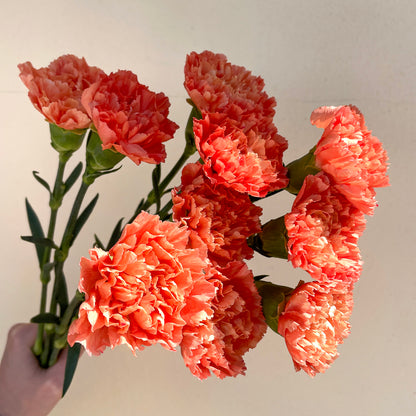 Bunch of 10 Carnations Orange